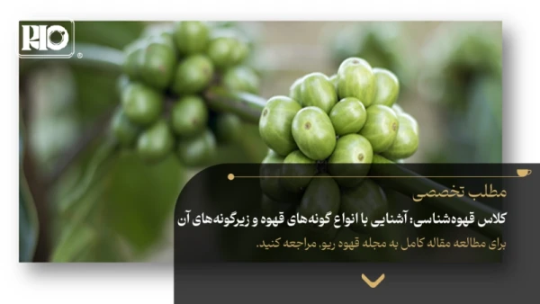 کلاس قهوهشناسی: آشنایی با انواع گونههای قهوه و زیرگونههای آن