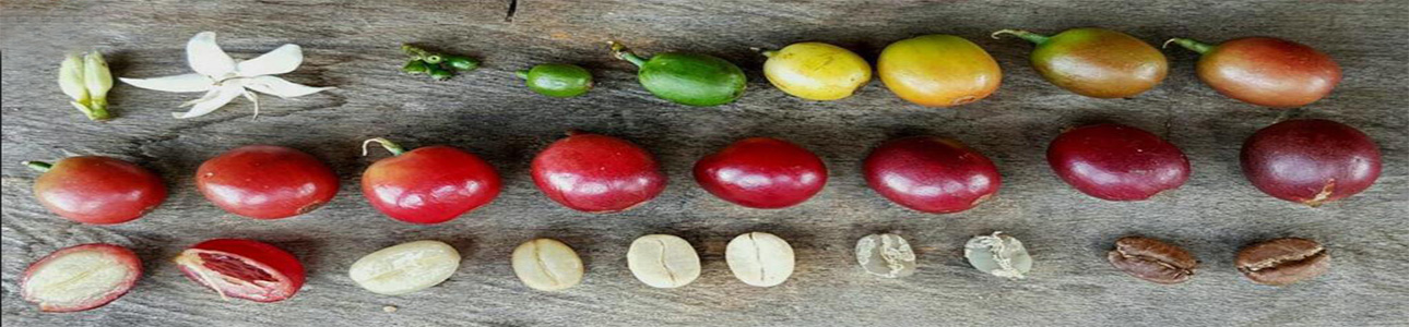 روشهای برداشت قهوه