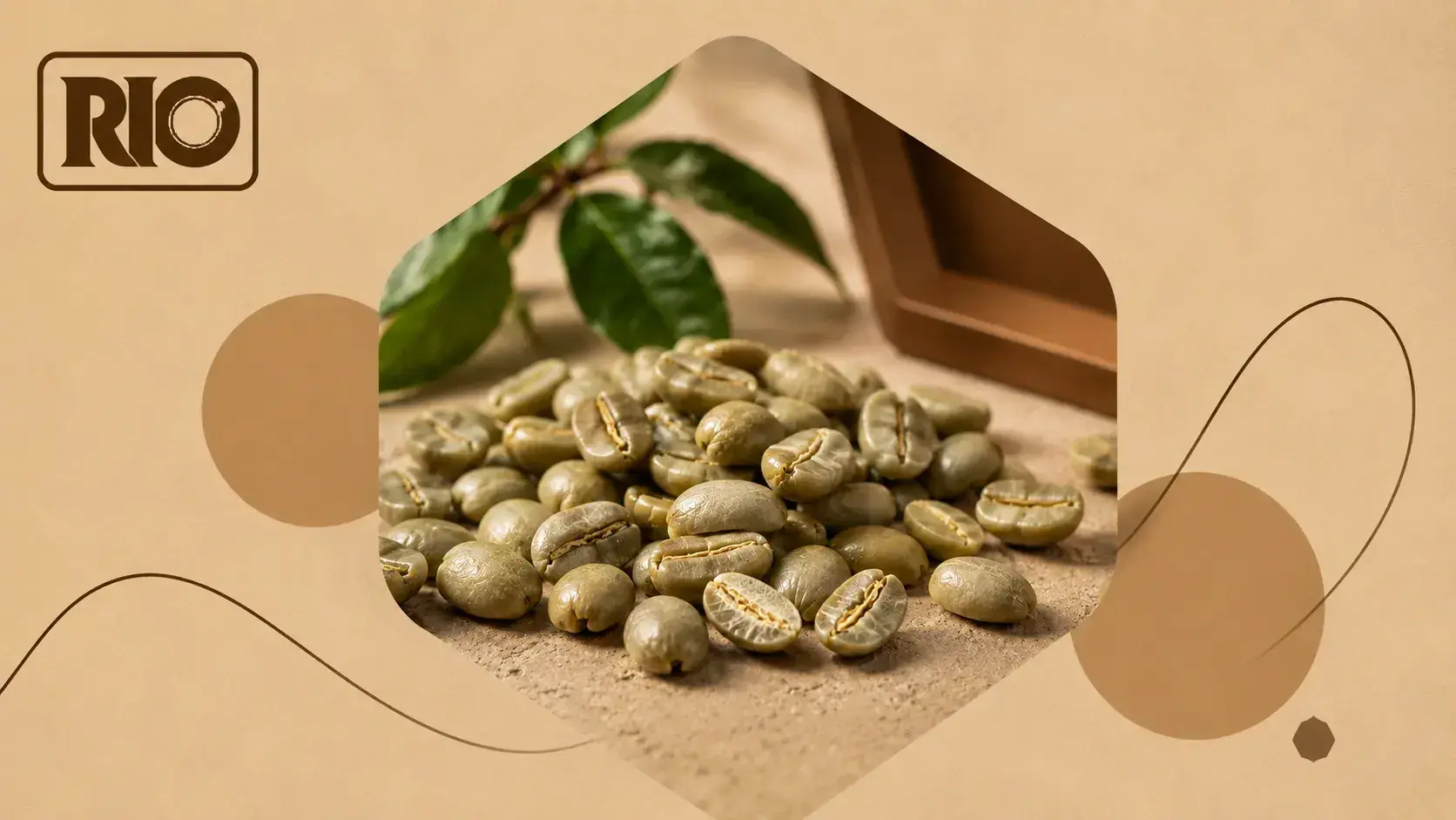 قهوه سبز چیست و چه خواصی دارد؟ از روش مصرف تا واقعیت لاغری با قهوه سبز